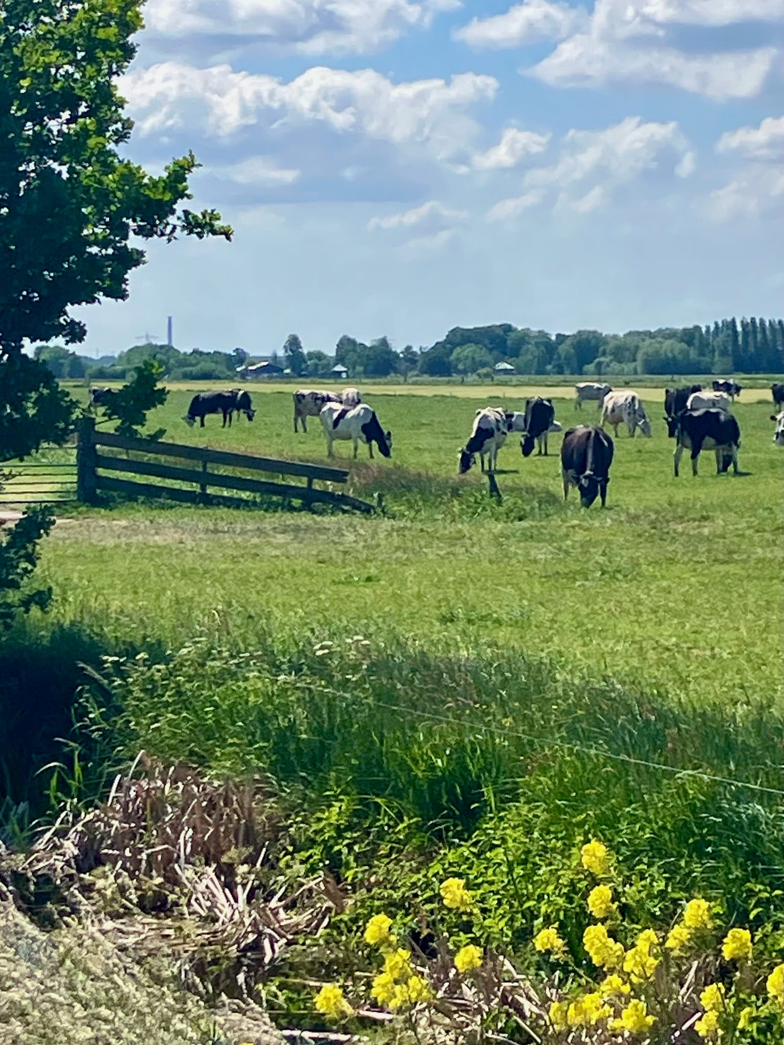Koeien in de weide in Westbroek